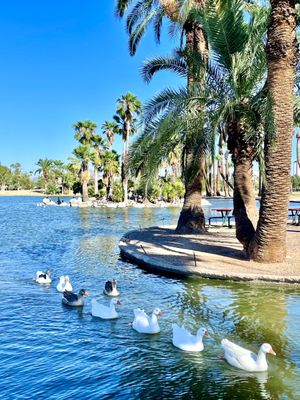Encanto Park by null