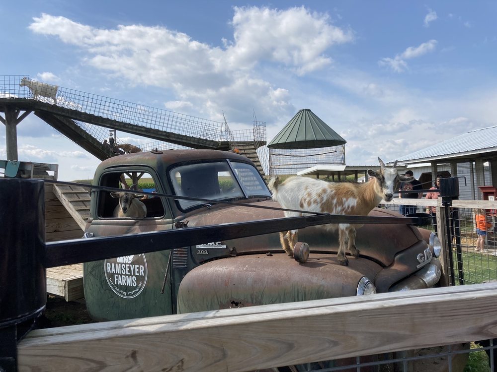 Social spots from Ramseyer Farms