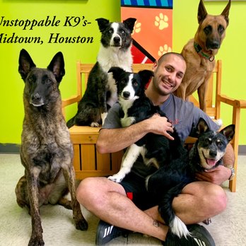 kelpie cross cavalier