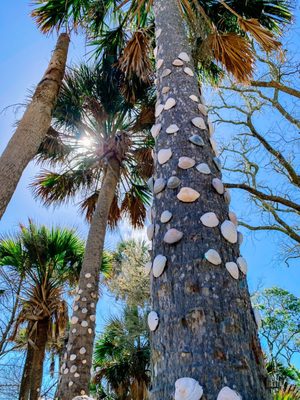 Botany Bay Heritage Preserve/Wildlife Management Area by null