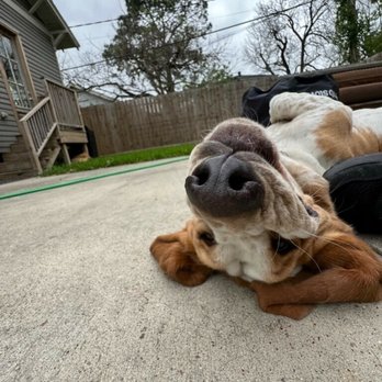 Houston Dog Butler - Dog Walkers Near Me - Houston, Texas Houston Dog Butler - Dog Walkers Near Me - Houston, Texas