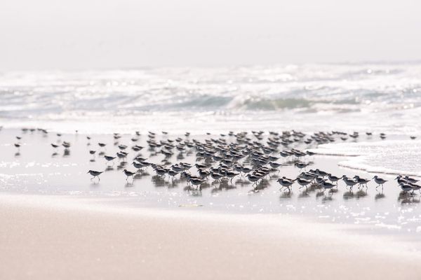 Sunset State Beach by null