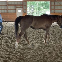 Ginger's weight loss at Forbes Ranch