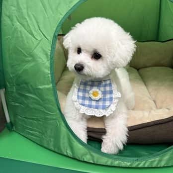 Joy Dog Grooming - Pet Groomers Near Me - Wheeling, Illinois Joy Dog Grooming - Pet Groomers Near Me - Wheeling, Illinois