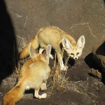 Virginia Zoo - Zoos Near Me - Norfolk, Virginia