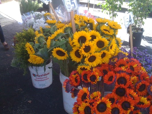 Orange County Great Park Farmers Market by null