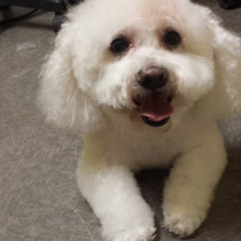 Friendly Dog Grooming Service - Pet Groomers Near Me - Edmonton, Alberta Friendly Dog Grooming Service - Pet Groomers Near Me - Edmonton, Alberta