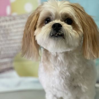 La Bella Pet Spa - Teddy bear - Pet Groomers Near Me - Cedar Rapids, Iowa La Bella Pet Spa - Teddy bear - Pet Groomers Near Me - Cedar Rapids, Iowa