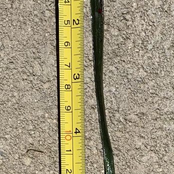 Veterinary Emergency Group - The blade of grass I removed from dog's nostril - Emergency Pet Hospital Near Me - Oceanside, California Veterinary Emergency Group - The blade of grass I removed from dog's nostril - Emergency Pet Hospital Near Me - Oceanside, California