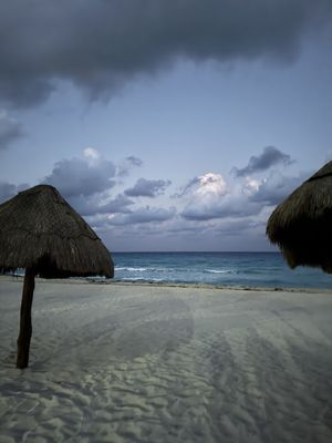 Dolphins Beach by null