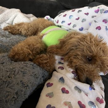 911 Vet Care - Our puppy had one broken rib and a punctured lung. - Veterinarians Near Me - Lancaster, California