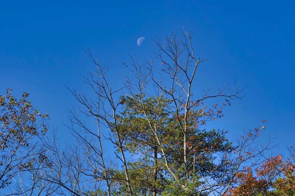 MAURICE RIVER BLUFFS PRESERVE Updated September 2024 31 Photos & 13 Reviews 1200 Silver