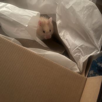 PetSmart - Long haired hamster - Pet Training Near Me - Minneapolis, Minnesota