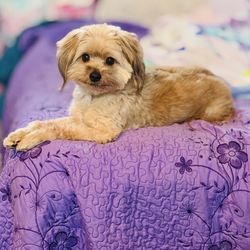 Pet Grooming By Alexis - Dog