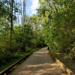 Trail