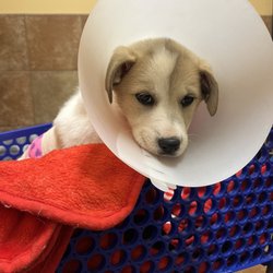 Westside Animal Emergency Clinic - Our first check up after surgery
