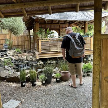 Cambria Nursery and Florist - Asian garden vignette and koi pond. - Nurseries & Gardening Near Me - Cambria, California Cambria Nursery and Florist - Asian garden vignette and koi pond. - Nurseries & Gardening Near Me - Cambria, California