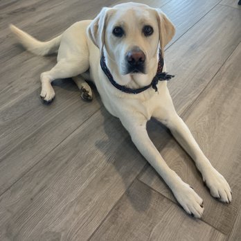 Pawsitive Results Dog Training - Puppy - Pet Training Near Me