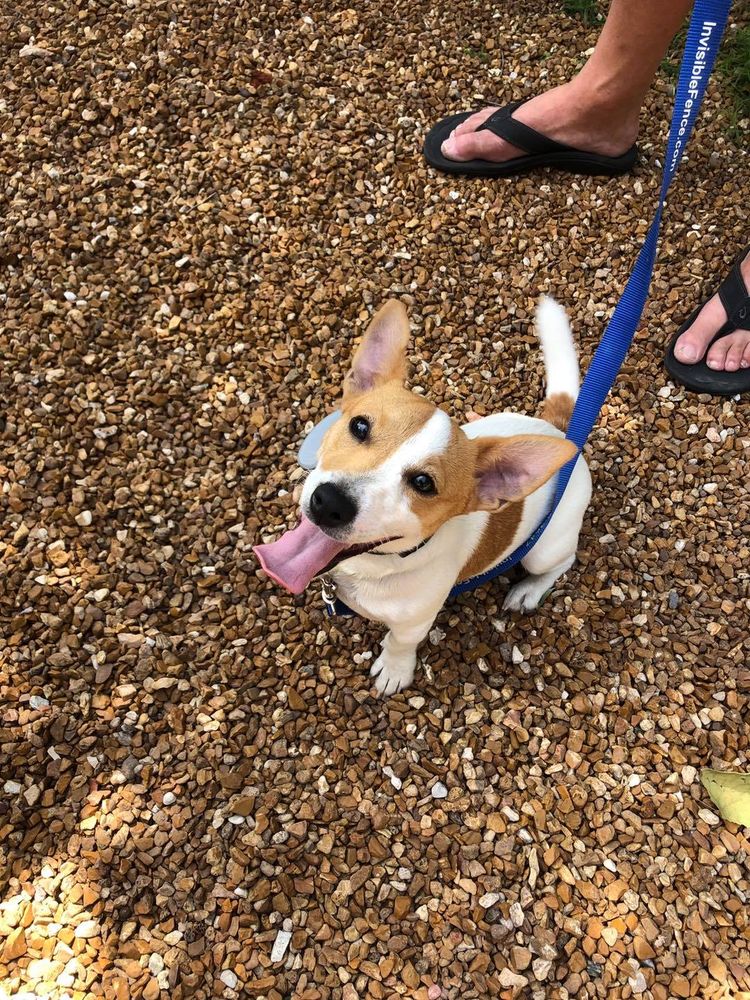 INVISIBLE FENCE OF COLUMBUS 15 Photos 719 Congress Park Dr, Dayton