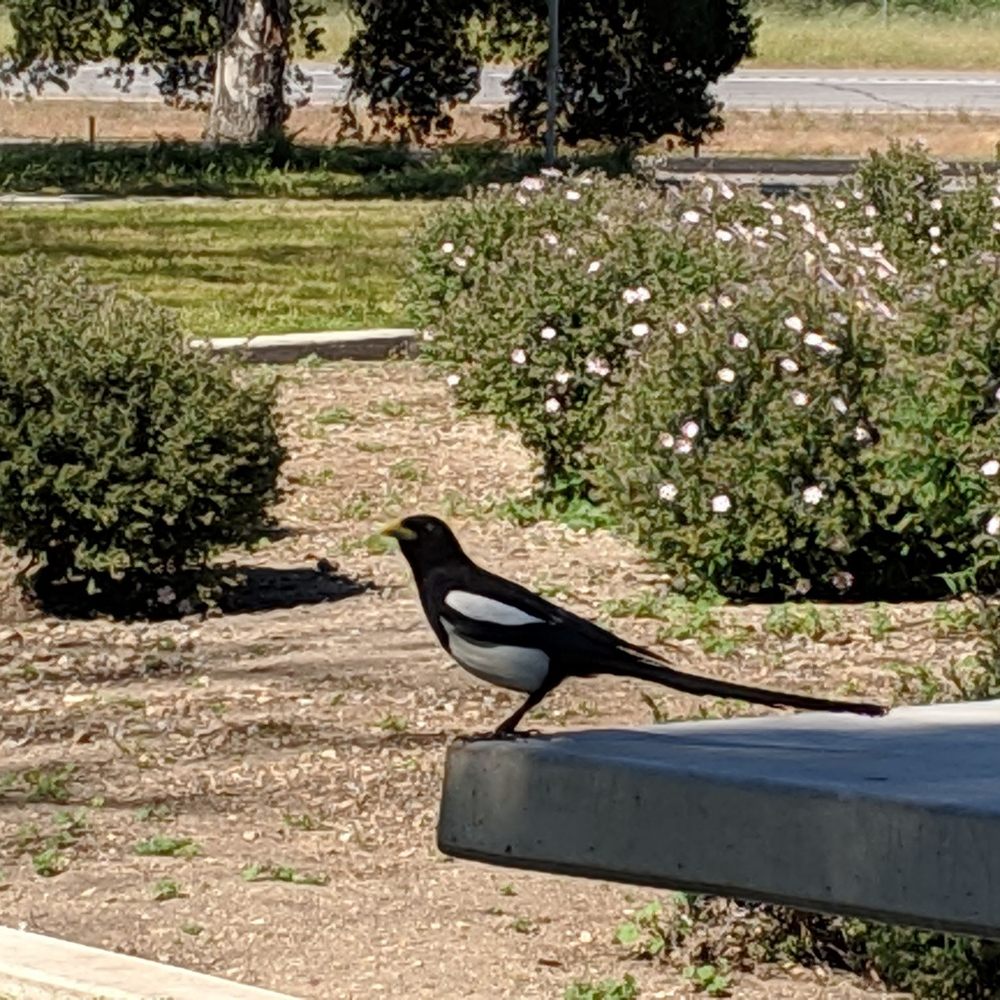 Camp Roberts - Magpie bird - Rest Stops Near Me - San Miguel, California