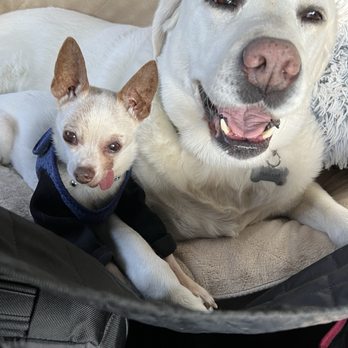 Don't Fence Me In - These guys Love hanging out with Beth!  Great walks and trips to the Beach! - Pet Sitting Near Me
