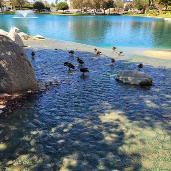 Temecula Duck Pond - Ducks were in the shade on a hot day. - Parks Near Me - Temecula, California Temecula Duck Pond - Ducks were in the shade on a hot day. - Parks Near Me - Temecula, California