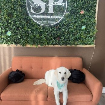 Sugar Paws Pet Salon - Zoey's showing off her beautiful new look. Thank you again Alexandra. - Pet Groomers Near Me - Dublin, California Sugar Paws Pet Salon - Zoey's showing off her beautiful new look. Thank you again Alexandra. - Pet Groomers Near Me - Dublin, California