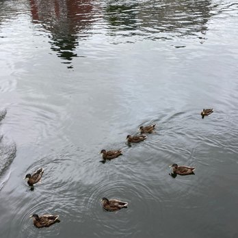 The Clam Shack - Ducks - Seafood Near Me - Kennebunk, Maine