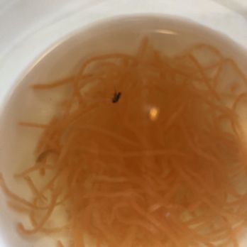 No 1 Pho - A gnat got into one of our eggroll sauce. - Vietnamese Near Me - Cary, North Carolina No 1 Pho - A gnat got into one of our eggroll sauce. - Vietnamese Near Me - Cary, North Carolina