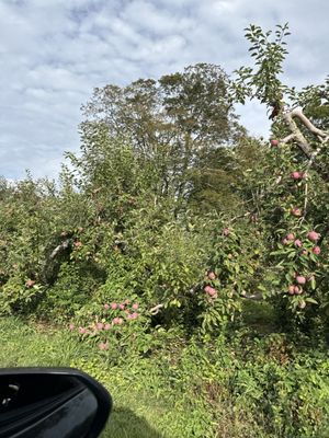 Red Apple Farm by null