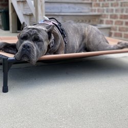 The Good Dog Yorktown - Place training complete!