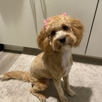 Darla's Dog Wash - Pet Groomers Near Me - Los Angeles, California