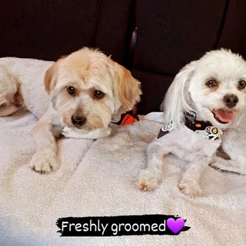 Ohana Paws - Pet Groomers Near Me - Rialto, California Ohana Paws - Pet Groomers Near Me - Rialto, California