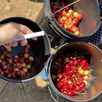Guldseth Cherry Orchard and Vegetable Garden - Cherries we picked to take home ($4 a lb). This amounted to about $15 worth of cherries. - Pick Your Own Farms Near Me - Cherry Valley, California Guldseth Cherry Orchard and Vegetable Garden - Cherries we picked to take home ($4 a lb). This amounted to about $15 worth of cherries. - Pick Your Own Farms Near Me - Cherry Valley, California