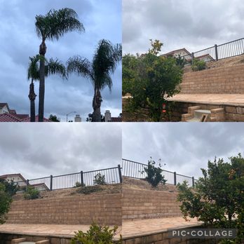 Vista Del Rey Tree Services - After all the work was done - perfect! - Tree Services Near Me - Vista, California Vista Del Rey Tree Services - After all the work was done - perfect! - Tree Services Near Me - Vista, California