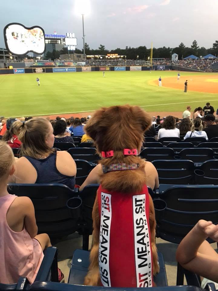 SIT MEANS SIT DOG TRAINING NASHVILLE Updated May 2024 Nashville, Tennessee Pet Training