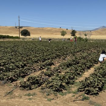 Three Nunns Farm - Pumpkin Patches Near Me - Brentwood, California Three Nunns Farm - Pumpkin Patches Near Me - Brentwood, California