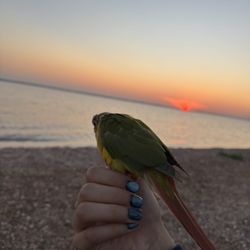 Luxe Nail Spa - Sunset nails and bird