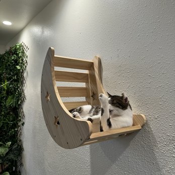 Kona Kat Cafe - Pet Adoption Near Me - Kailua-Kona, Hawaii