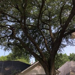 Trees 4 Less