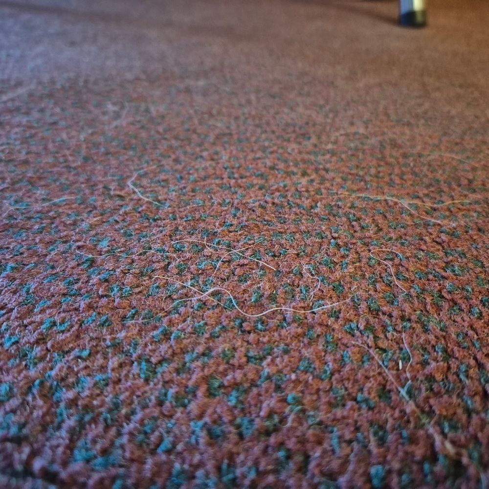 Cozy Inn - Pet hair and filth on the carpet - Hotels Near Me - Cortez, Colorado Cozy Inn - Pet hair and filth on the carpet - Hotels Near Me - Cortez, Colorado