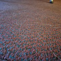 Cozy Inn - Pet hair and filth on the carpet