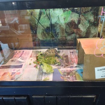 Amazon Jungle - Little guy us in a huge cage with hides and fresh veggies. Very happy. - Pet Stores Near Me - Ormond Beach, Florida
