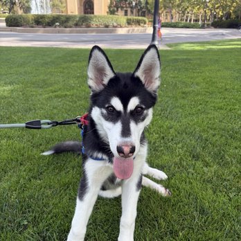 Pets In Need - Animal Shelters Near Me - Palo Alto, California Pets In Need - Animal Shelters Near Me - Palo Alto, California