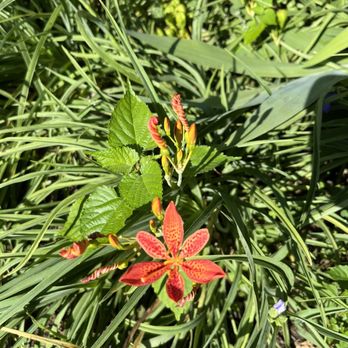 Lauritzen Gardens - Loved this lily - Venues & Event Spaces Near Me - Omaha, Nebraska Lauritzen Gardens - Loved this lily - Venues & Event Spaces Near Me - Omaha, Nebraska