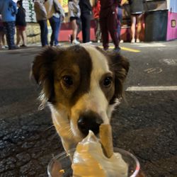 Livvy's - Pup Cup