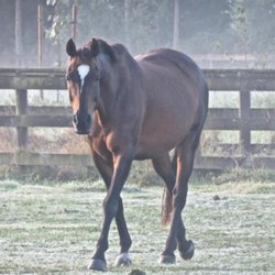 Crescent Stables - Photo
