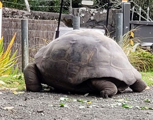Auckland Zoo by null