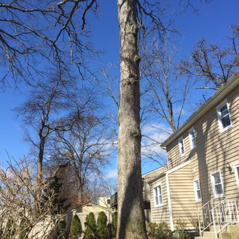 T & M Greencare - Tree Services Near Me - Freeport, New York T & M Greencare - Tree Services Near Me - Freeport, New York