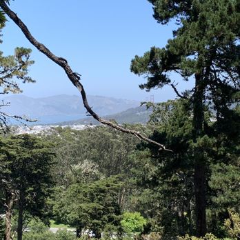 Strawberry Hill - View from a big stump we sat on - Parks Near Me - San Francisco, California Strawberry Hill - View from a big stump we sat on - Parks Near Me - San Francisco, California